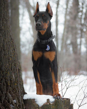 Load image into Gallery viewer, All- Clay Customized Pet Tag or Keychain