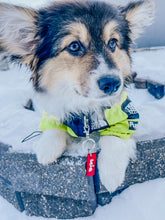 Load image into Gallery viewer, All- Clay Customized Pet Tag or Keychain